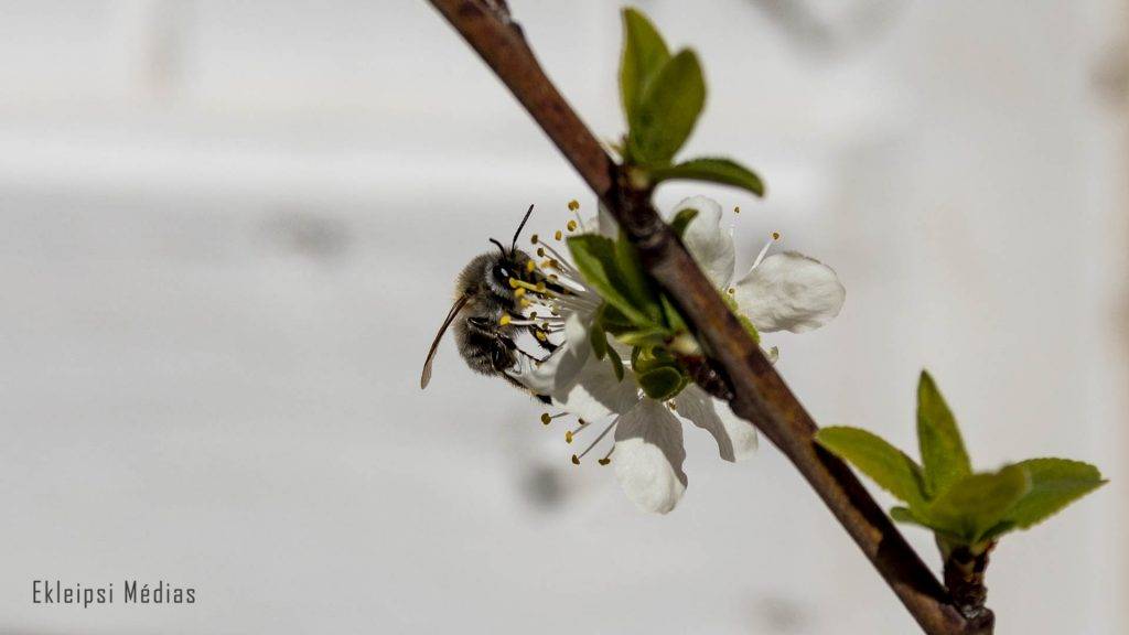 abeille sur prunier